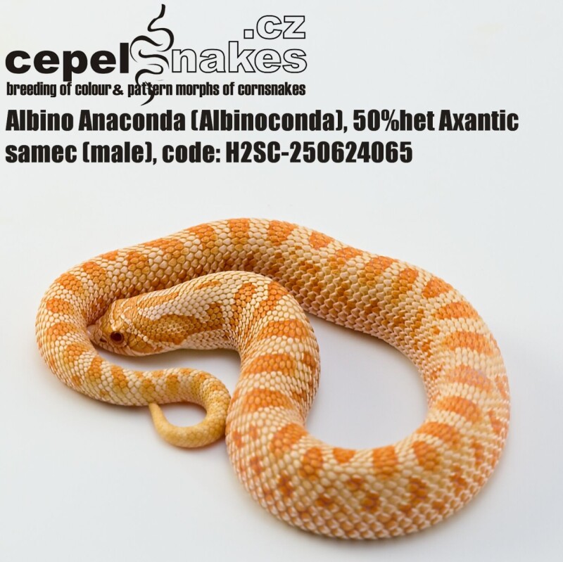 Albino Anaconda 50% het Axantic