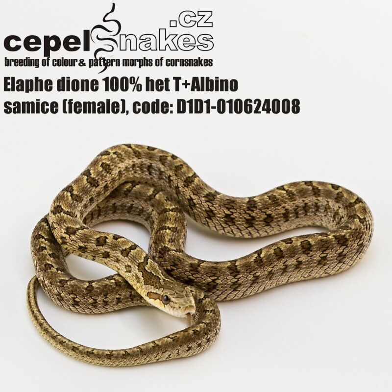 Elaphe dione 100% het T+Albino