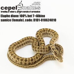 Elaphe dione 100% het T+Albino