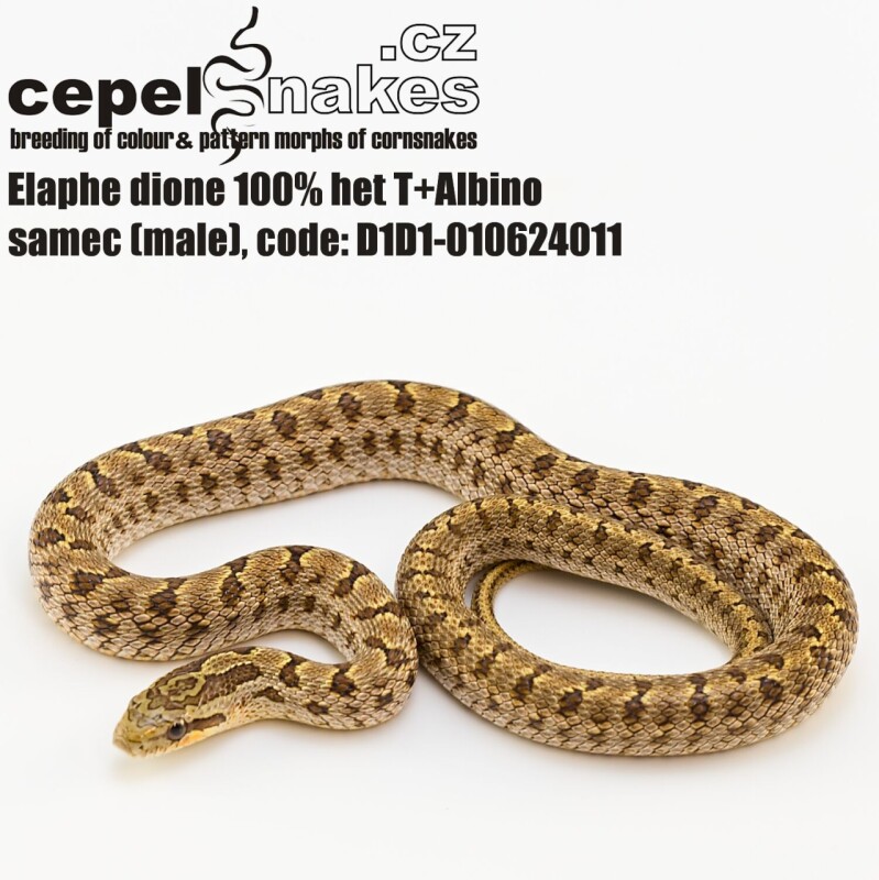 Elaphe dione 100% het T+Albino
