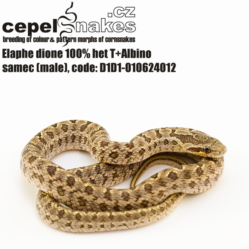 Elaphe dione 100% het T+Albino