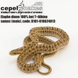 Elaphe dione 100% het T+Albino
