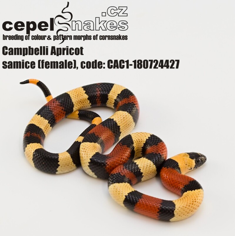 Lampropeltis t. campbelli Apricot