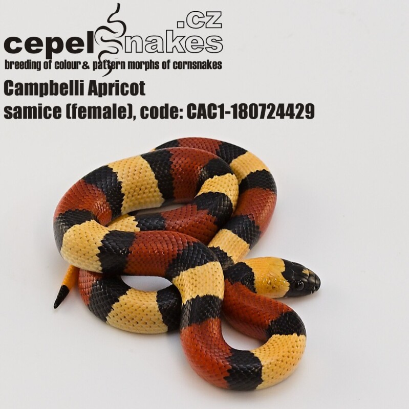 Lampropeltis t. campbelli Apricot