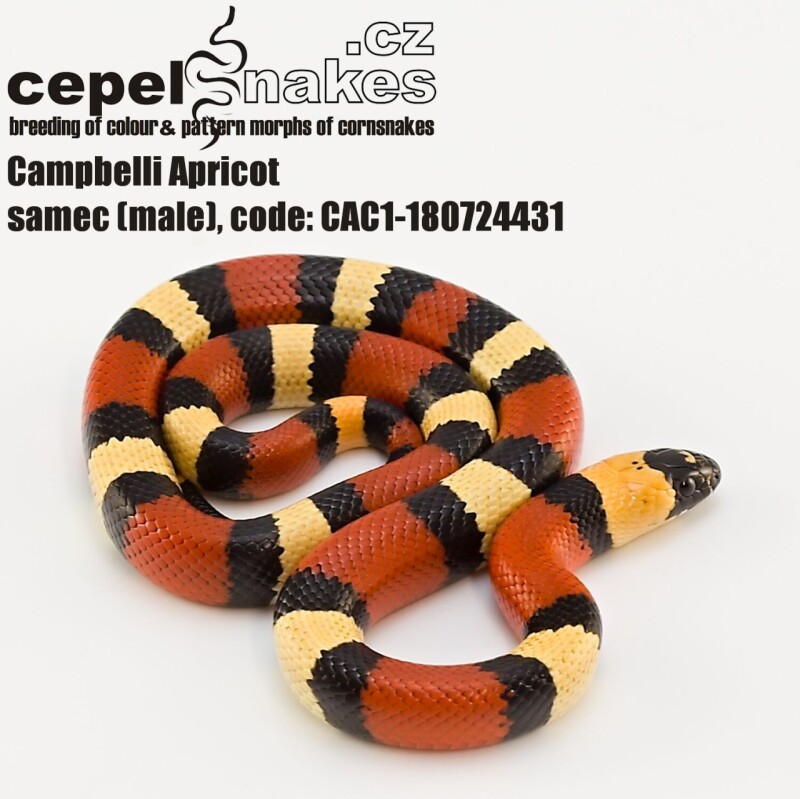 Lampropeltis t. campbelli Apricot