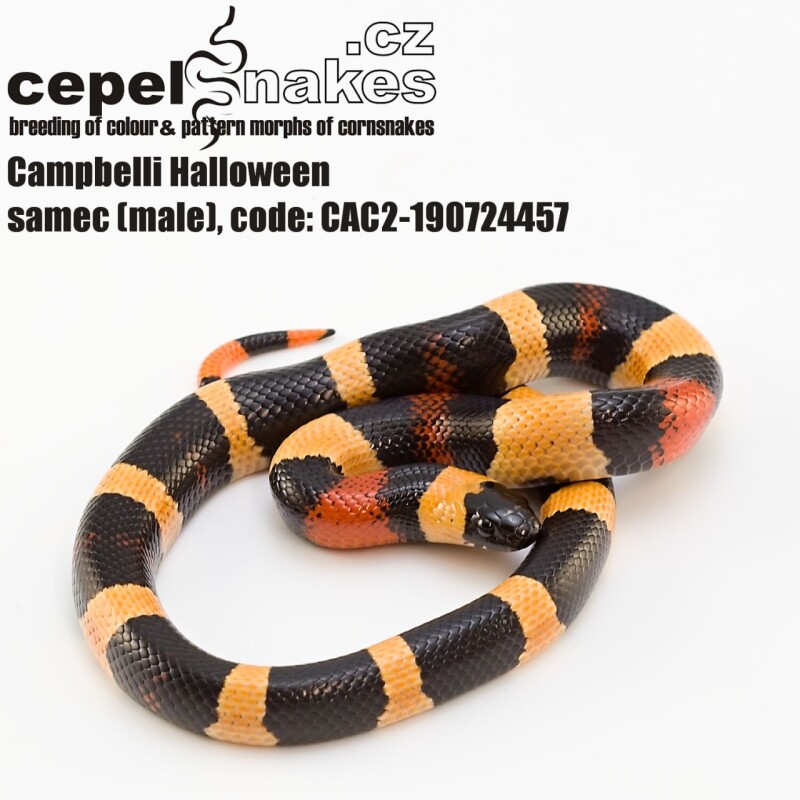 Lampropeltis t. campbelli Halloween