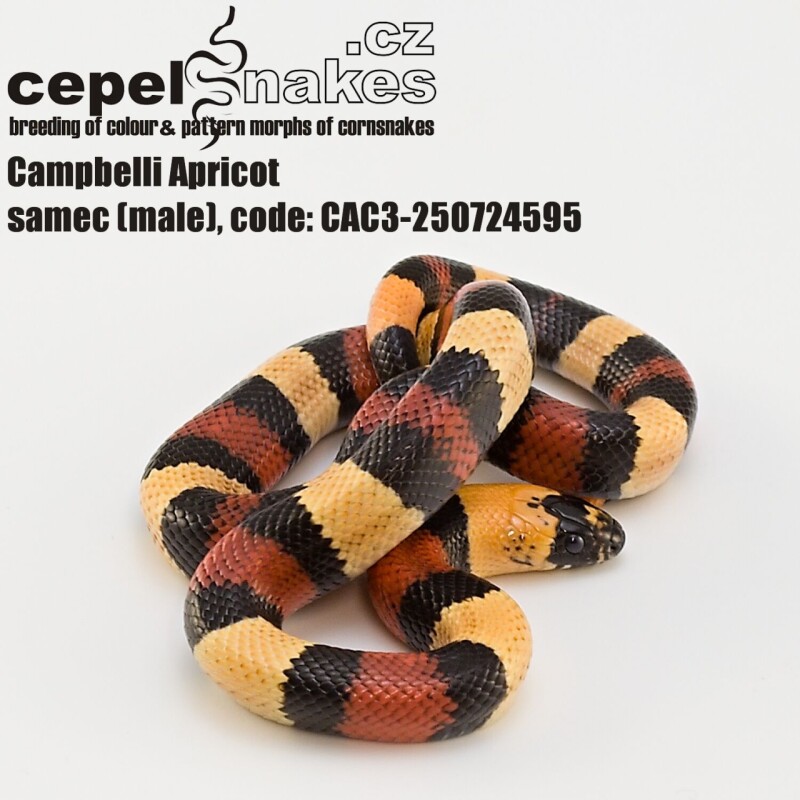 Lampropeltis t. campbelli Apricot