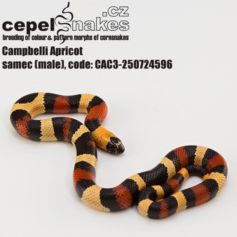Lampropeltis t. campbelli Apricot