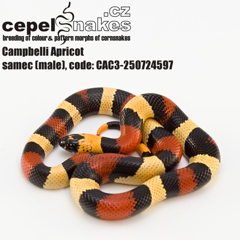 Lampropeltis t. campbelli Apricot