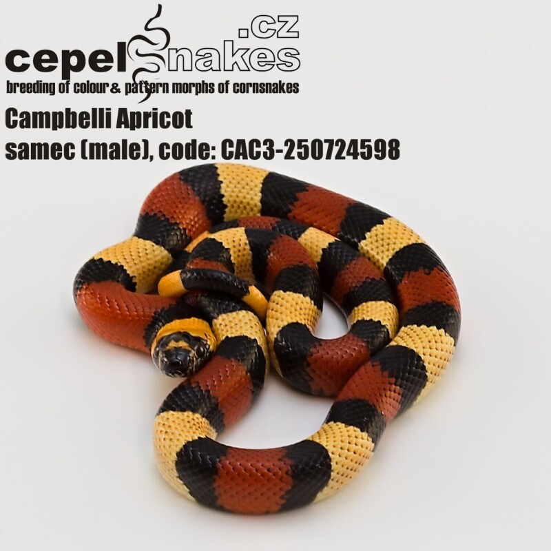 Lampropeltis t. campbelli Apricot