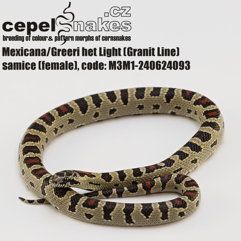 Lampropeltis mexicana/greerii