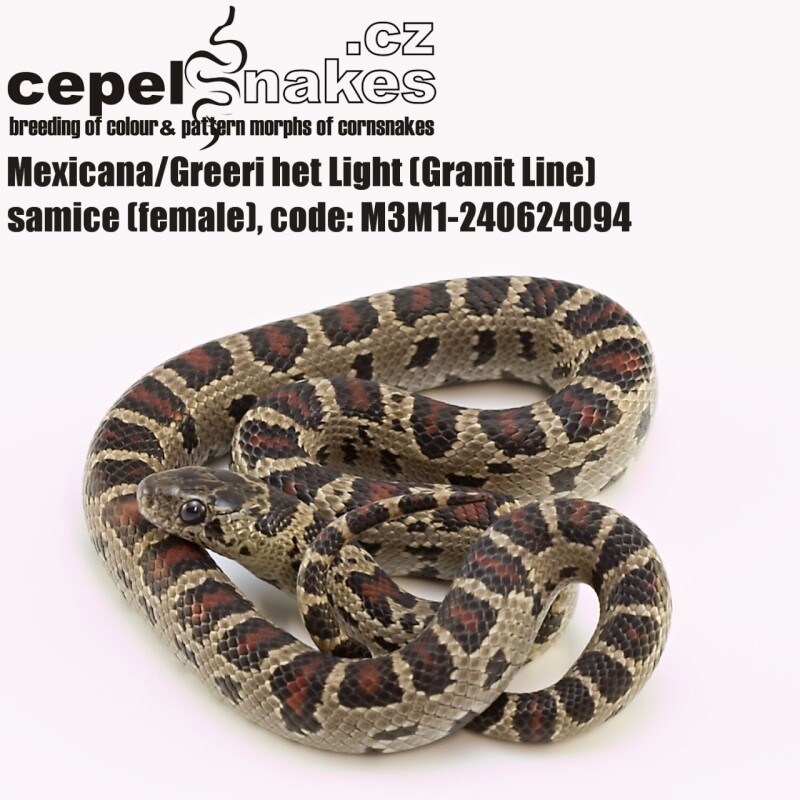 Lampropeltis mexicana/greerii
