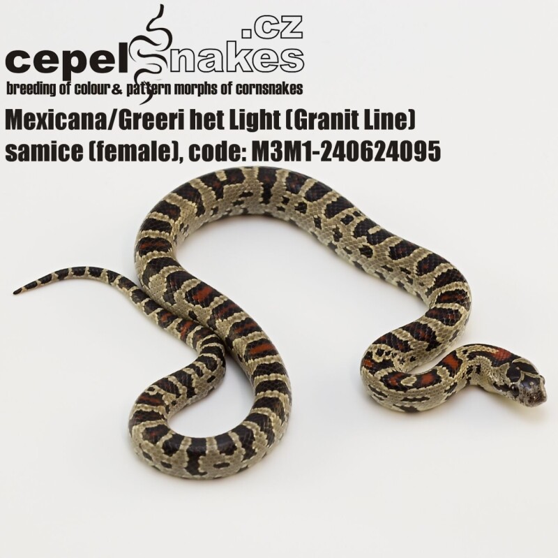 Lampropeltis mexicana/greerii
