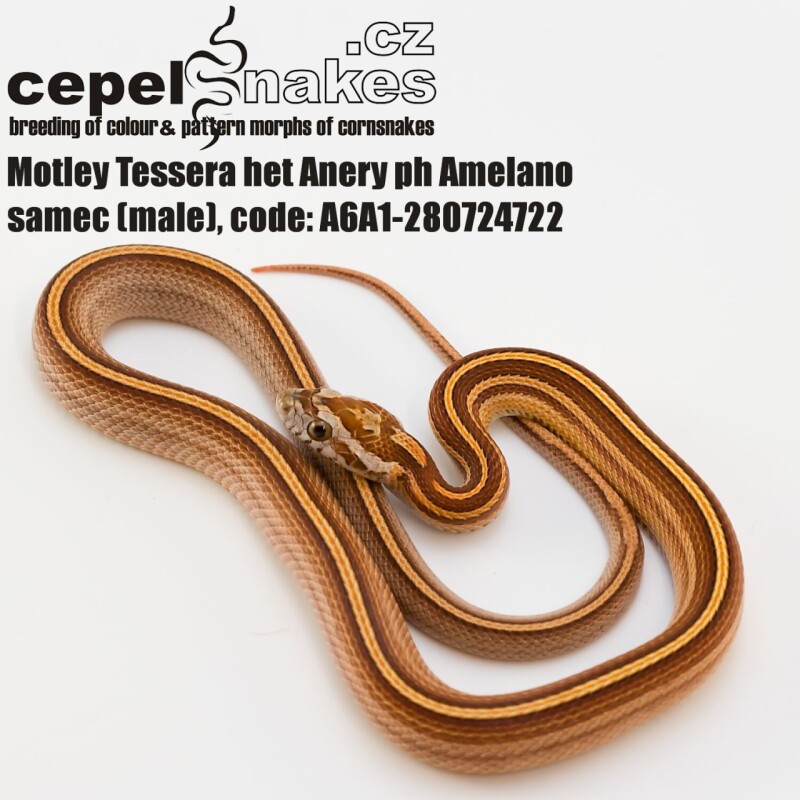 Motley Tessera het Anery ph Amelano