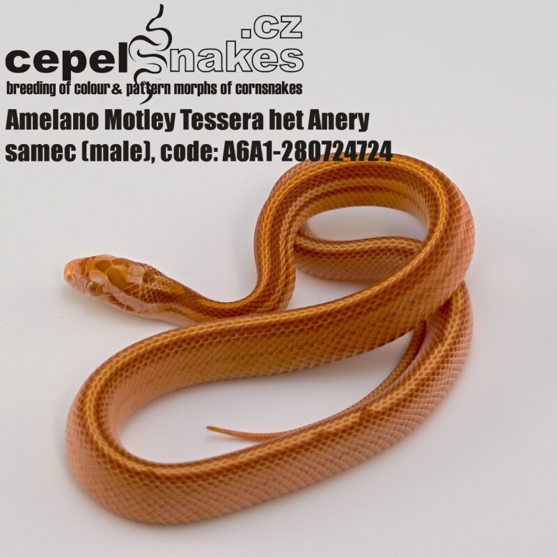 Amelano Motley Tessera het Anery