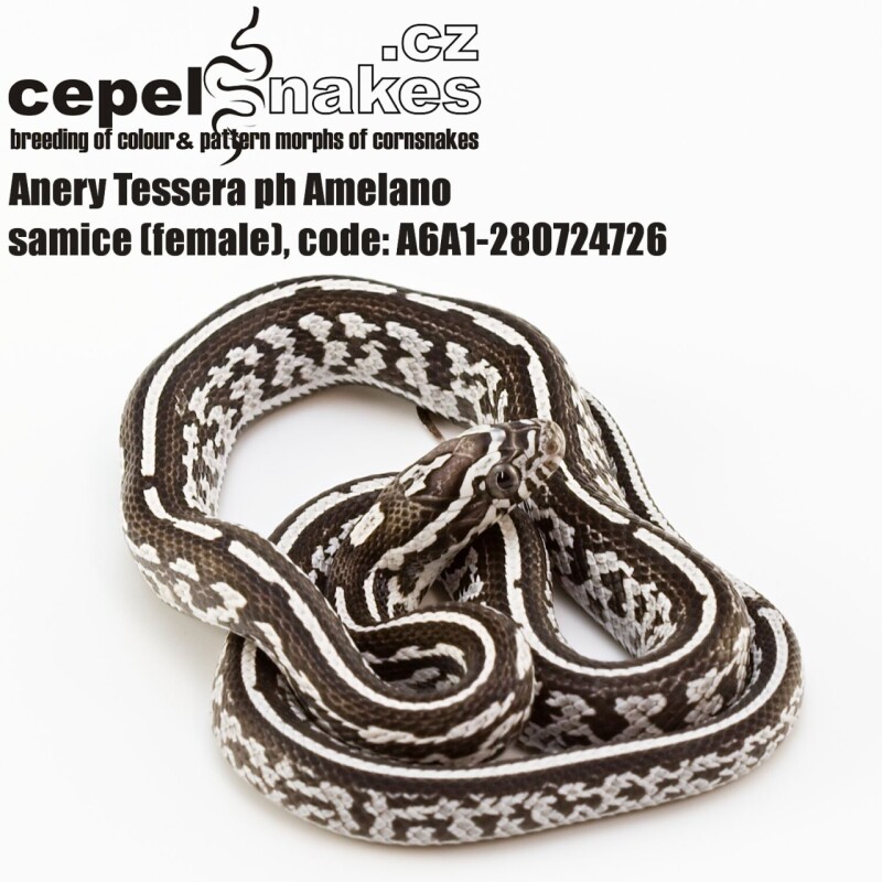 Anery Tessera ph Amelano, Motley