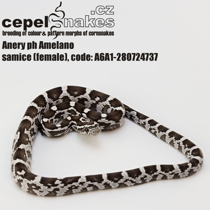 Anery ph Amelano, Motley