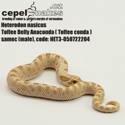 Toffee Belly Anaconda ( Toffee Conda ) 