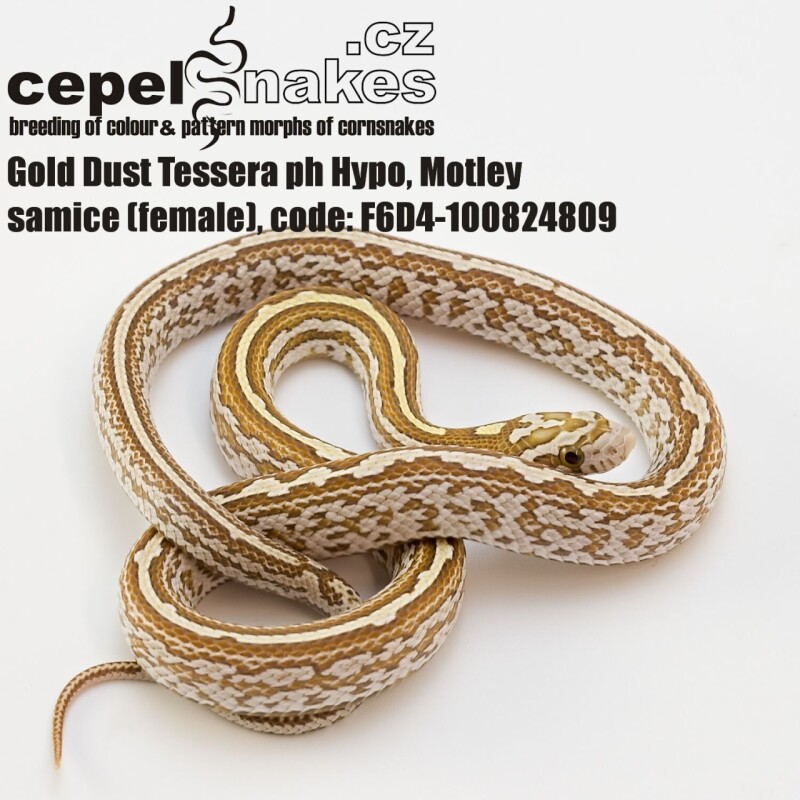 Gold Dust Tessera ph Hypo, Motley