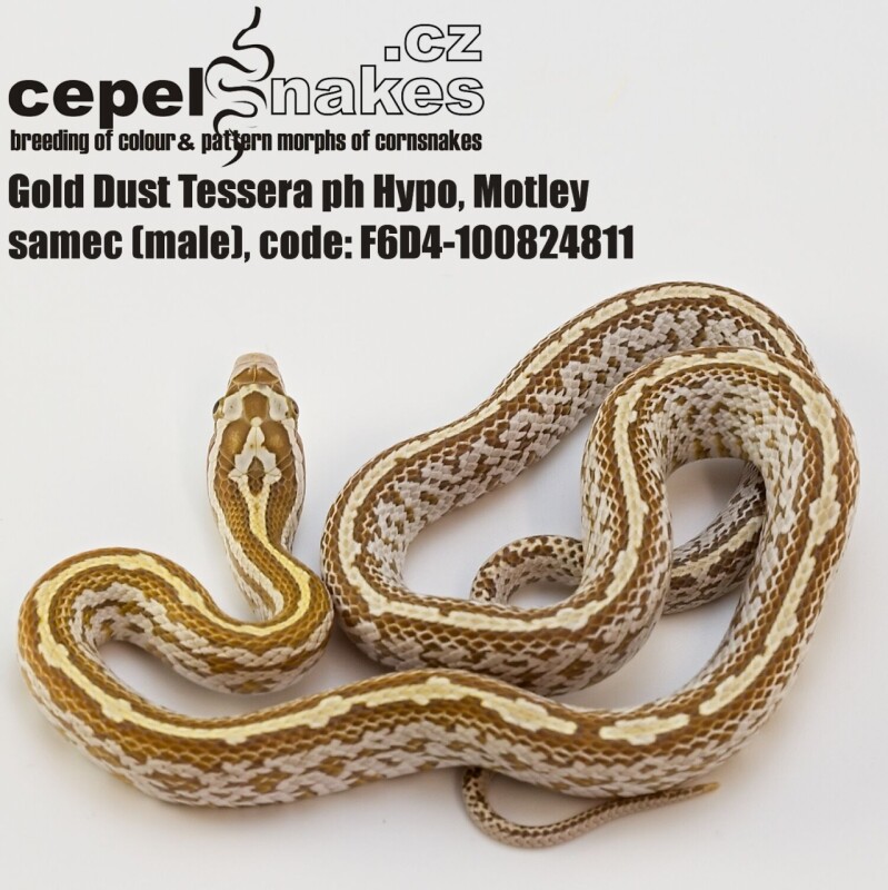 Gold Dust Tessera ph Hypo, Motley