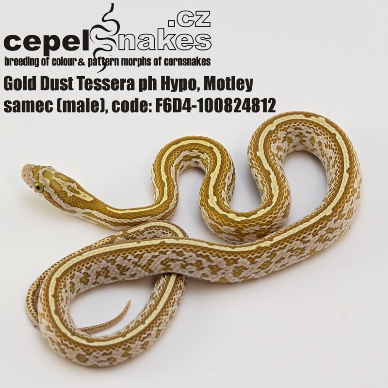 Gold Dust Tessera ph Hypo, Motley