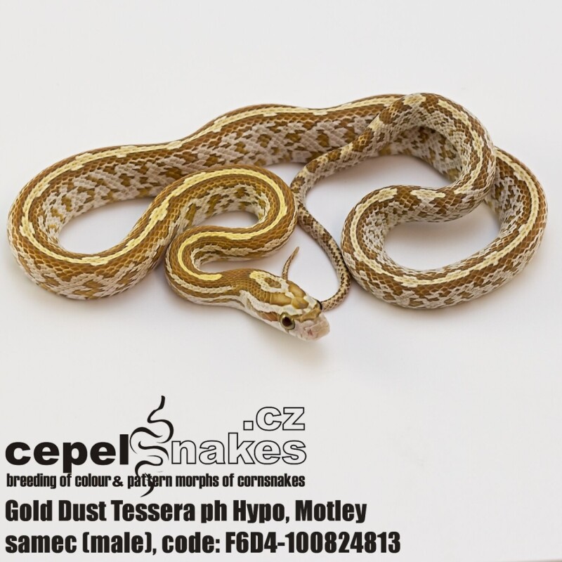 Gold Dust Tessera ph Hypo, Motley