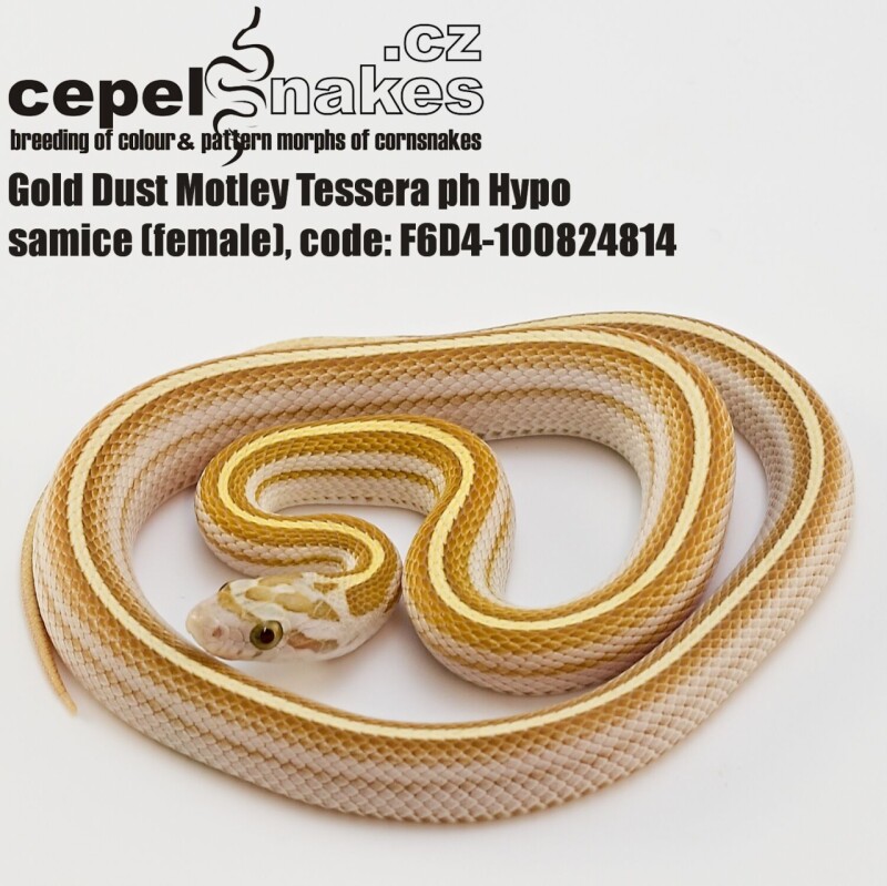 Gold Dust Motley Tessera ph Hypo