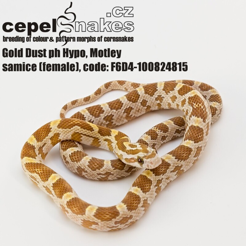 Gold Dust ph Hypo, Motley