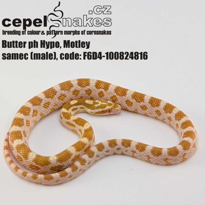 Butter ph Hypo, Motley