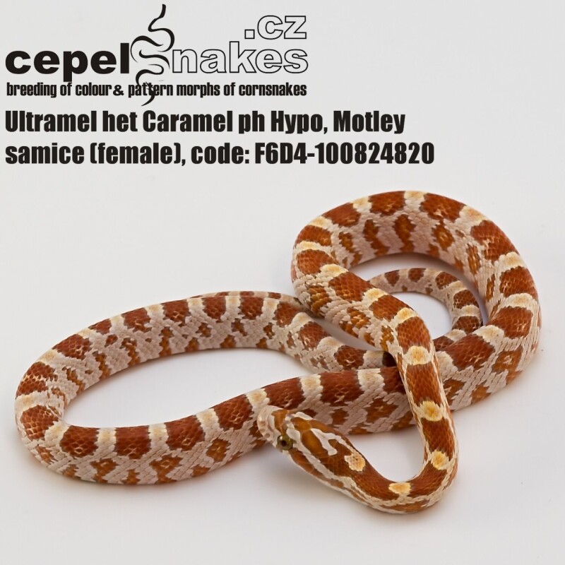Ultramel het Caramel ph Hypo, Motley
