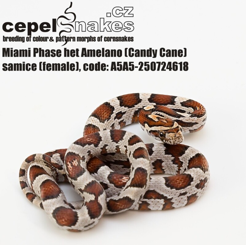 Miami Phase het Amelano (Candy Cane)