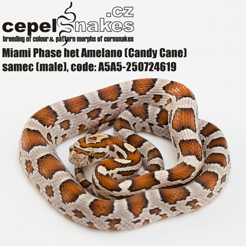 Miami Phase het Amelano (Candy Cane)