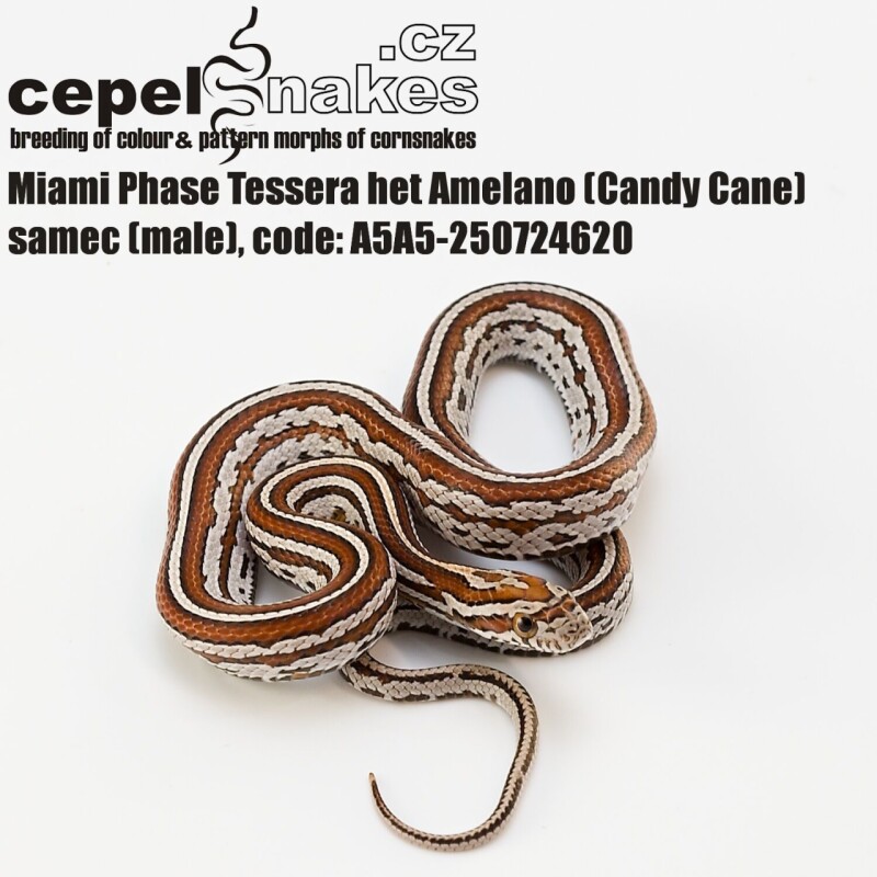 Miami Phase Tessera het Amelano (Candy Cane)