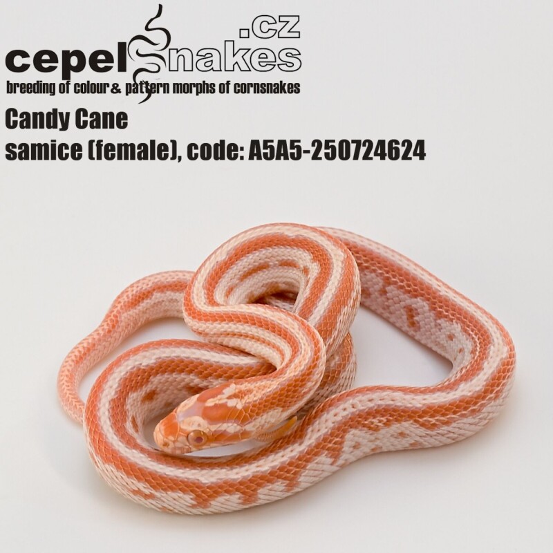 Candy Cane Tessera