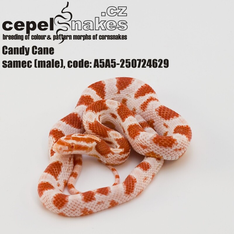 Candy Cane