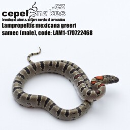Lampropeltis mexicana greeri