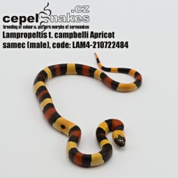 Lampropeltis t. campbelli Apricot