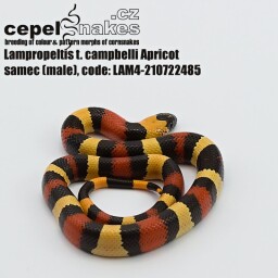 Lampropeltis t. campbelli Apricot