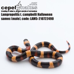 Lampropeltis t. campbelli Halloween