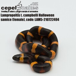 Lampropeltis t. campbelli Halloween