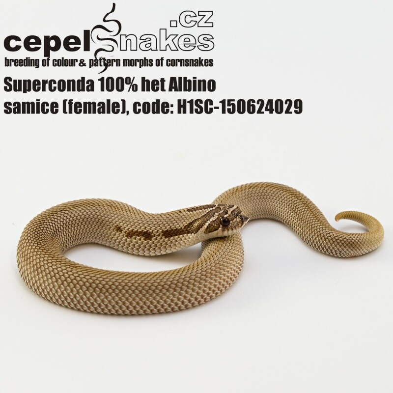 Superconda 100% het Albino