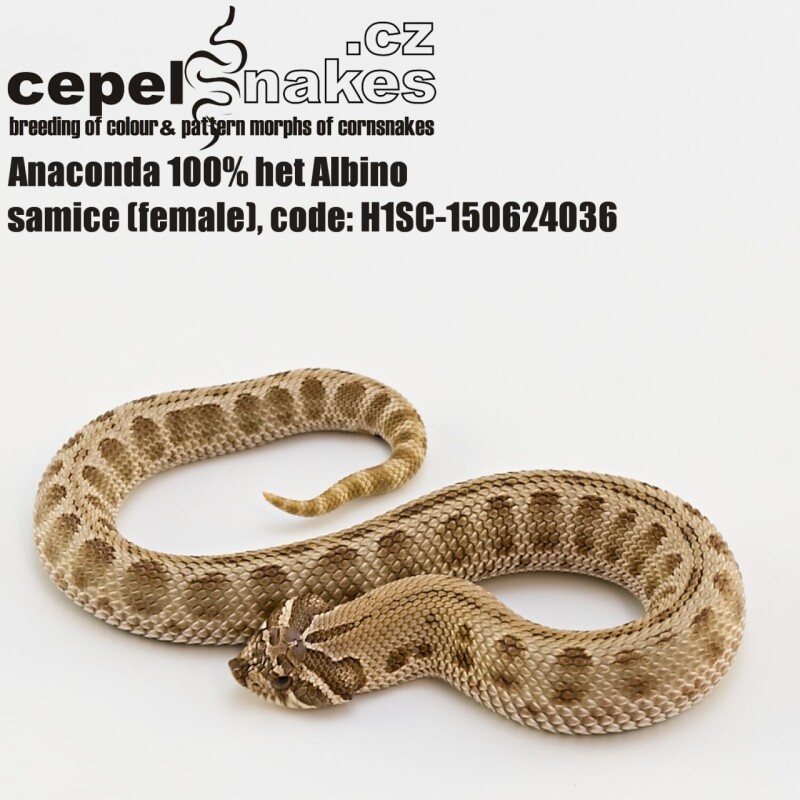 Anaconda 100% het Albino