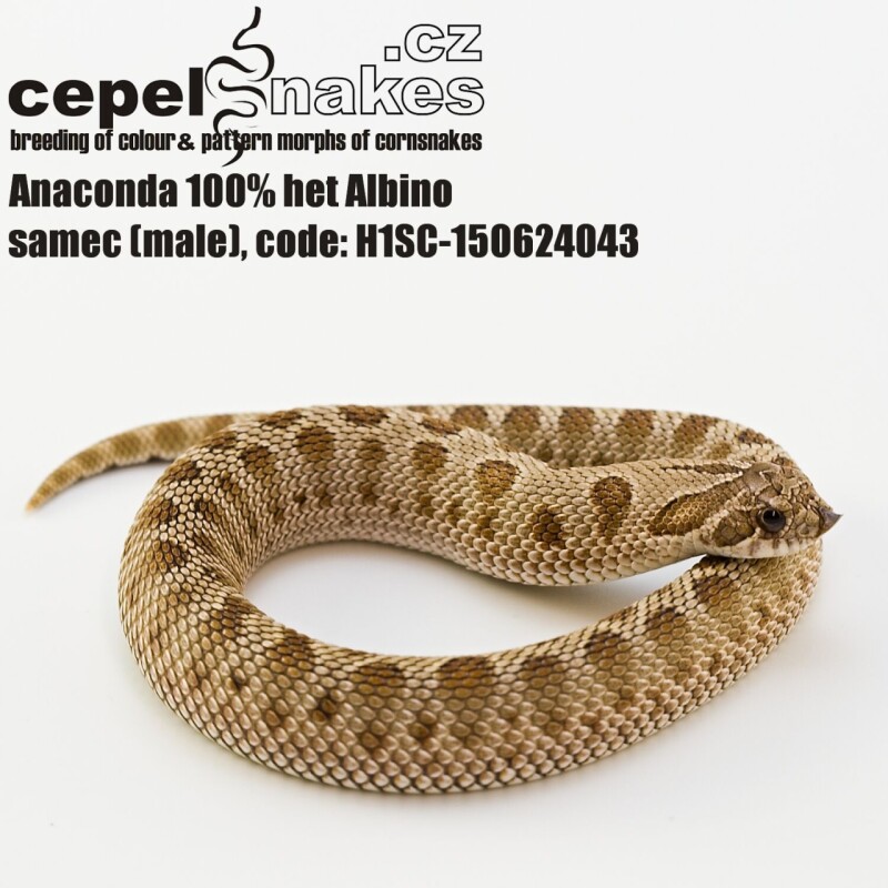Anaconda 100% het Albino