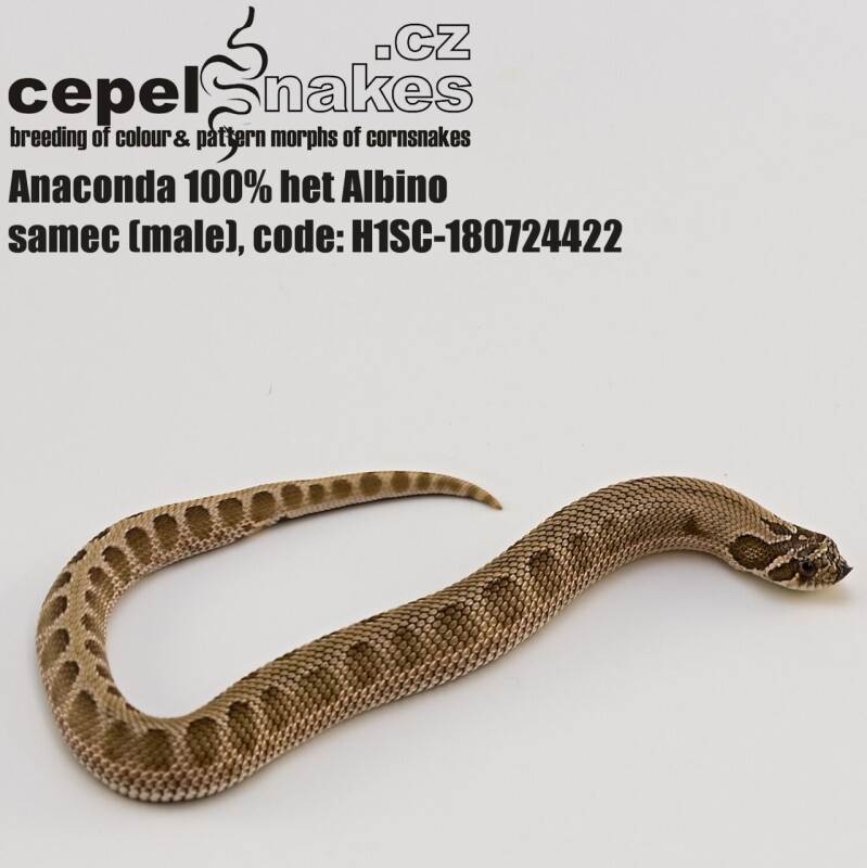 Anaconda 100% het Albino