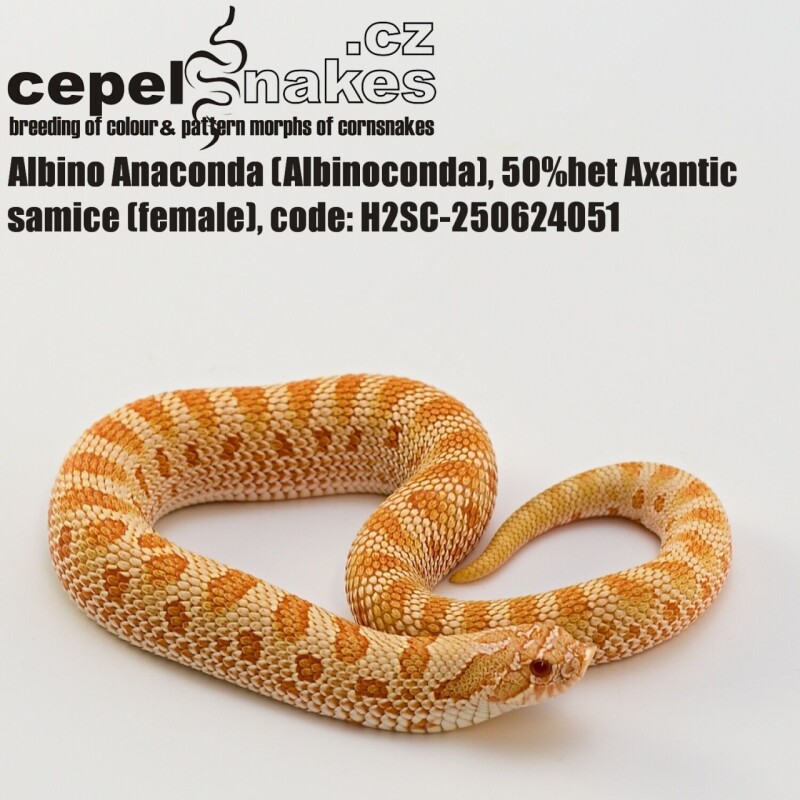 Albino Anaconda 50% het Axantic