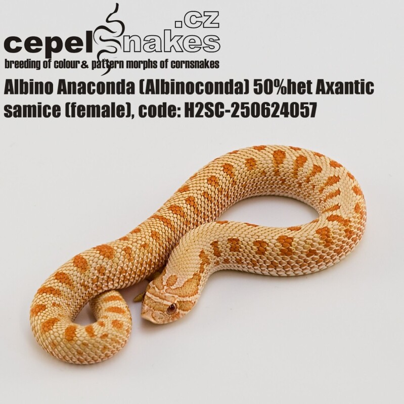 Albino Anaconda 50% het Axantic