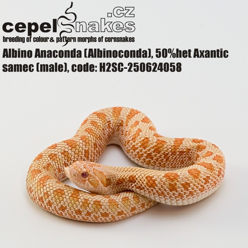 Albino Anaconda 50% het Axantic