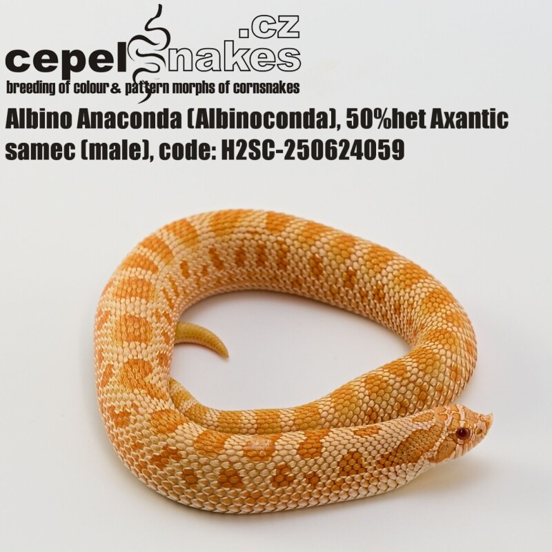 Albino Anaconda 50% het Axantic